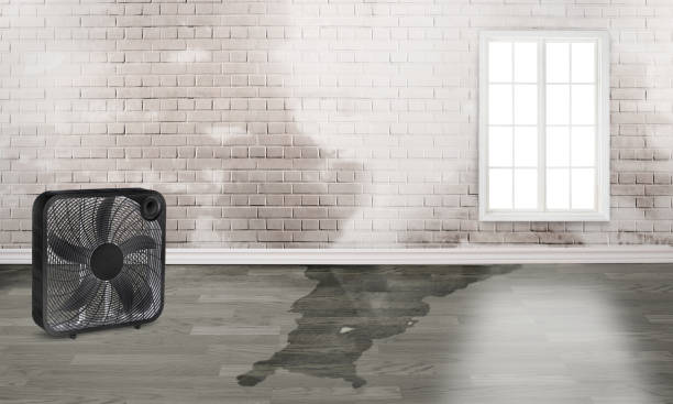 Best Professional water damage repair  in Escobares, TX